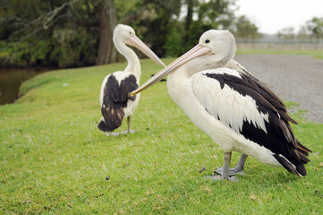 Pelicans at the park