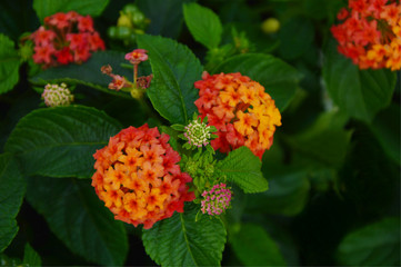 Lantana camara  flowers or tickberry in the garden with dark  background.