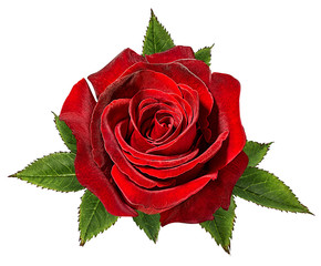 Fresh beautiful red rose isolated on white background with clipping path