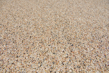 Close up macro of many small yellow seashells