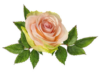 Fresh beautiful pink rose isolated on white background with clipping path