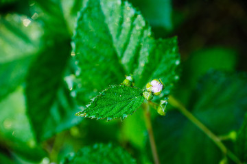 Blooming blackberry plant in the garden. Selective focus.