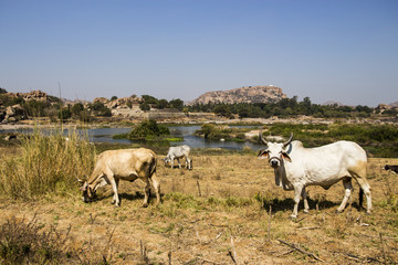 Obraz premium India, Hampi, mucche e bestiame.