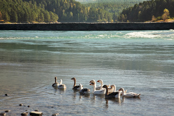 Katun river in Manzherok village. Altai Republic. Russia