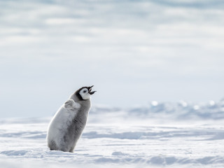 Emperor Penguin Chick alone in a frozen landscape © Roger
