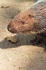 Porcupine closeup view.