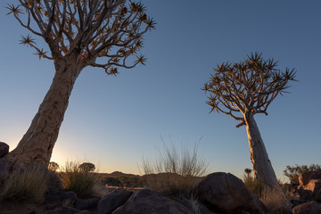 Portrait of two quiver trees at sunset and clear blue sky