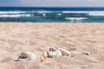 Fototapeta na wymiar corail sur la sable d'une plage à la réunion