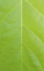 Green foliage texture.