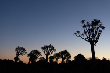 Colorful sunset with silhouette quiver trees, Namibia