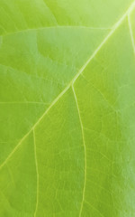 Green foliage texture.