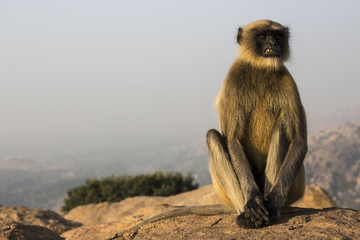 India, Hampi, babbuino