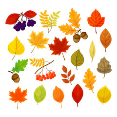 Big vector set with different autumn berries, leaves and acorns 