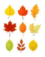 Naklejka premium Colorful autumn leaves set vector illustration isolated on white