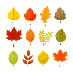 Colorful autumn leaves set vector illustration isolated on white