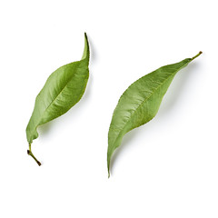 fresh green peach leaves isolated