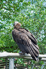 The brown neck of the hawk family watches its victim sitting on a branch. Griffon vulture (Gyps fulvus) sitting on a branch in its habitat
