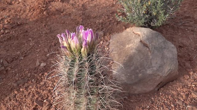 Flowering cactus plants Sclerocactus sp. (parviflorus)  in Canyonlands National Park, Utha