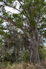 Fototapeta premium Swamp tree