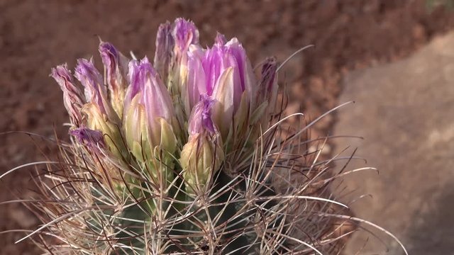 Flowering cactus plants Sclerocactus sp. (parviflorus)  in Canyonlands National Park, Utha