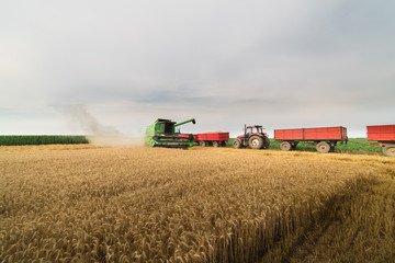 Fototapeta premium Pouring grain into tractor trailer after harvest