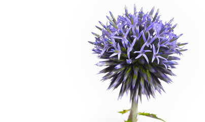 A wonderful globe thistle, a beautiful wild flower turns against a white background like a being from another galaxy, blue and pointed she shows her nature