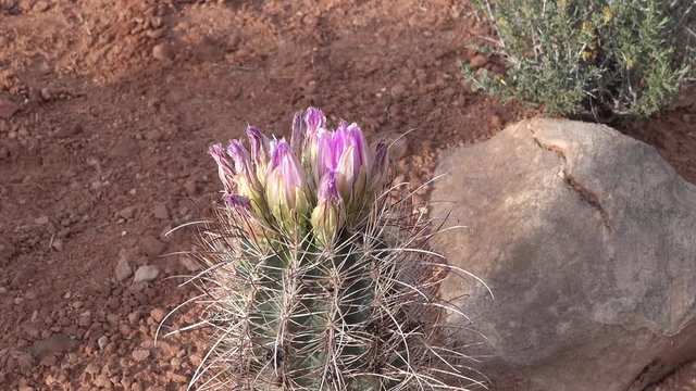 Flowering cactus plants Sclerocactus sp. (parviflorus)  in Canyonlands National Park, Utha