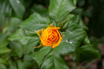 Yellow rose bud with insects, top view