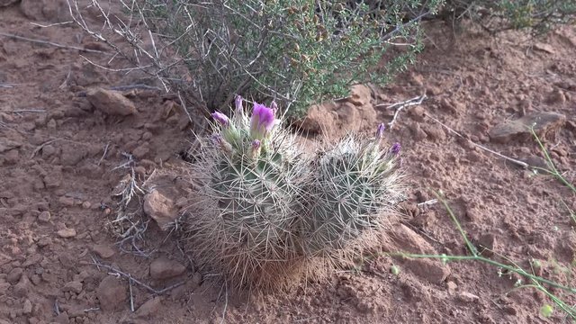 Flowering cactus plants Sclerocactus sp. (parviflorus)  in Canyonlands National Park, Utha