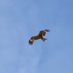 A bird of prey in flight.
