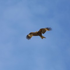 A bird of prey in flight.
