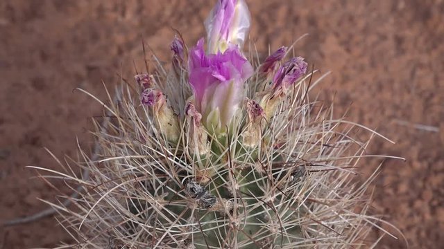 Flowering cactus plants Sclerocactus sp. (parviflorus)  in Canyonlands National Park, Utha