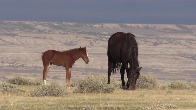 Wild Horses in the Colorado High Desert