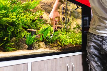Man cleaning aquarium and cutting underwater plants.