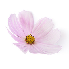 Beautiful pastel pink flowers isolated at white