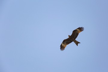 A bird of prey in flight.
