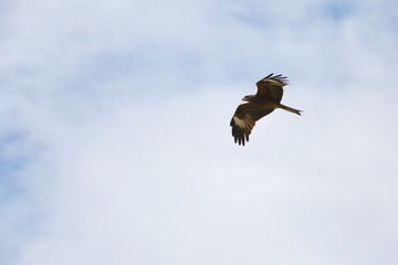 A bird of prey in flight.
