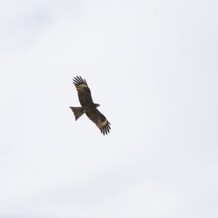 A bird of prey in flight.
