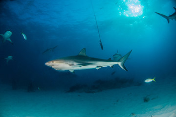 Caribbean reef shark at the Bahamas