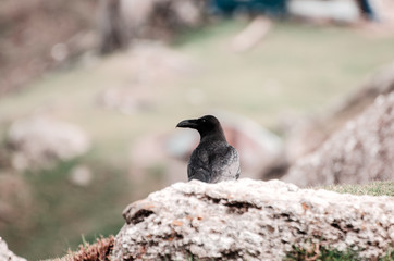 A crow sits on the rock