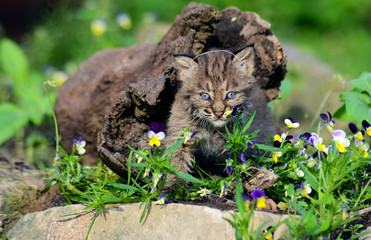A baby Bobcat crawls out of a wooden log.