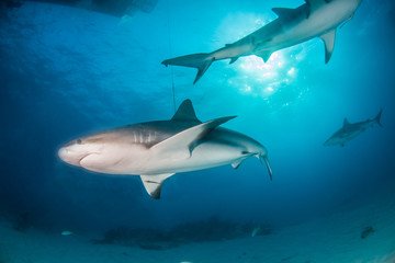 Caribbean reef shark at the Bahamas