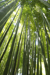 Bamboo forest in Thailand in Southeast Asia