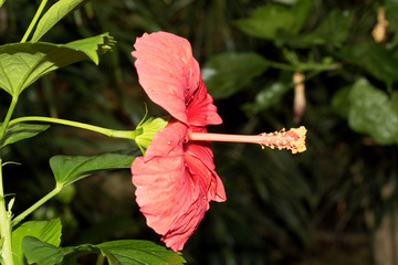 eine rote hibiskusblüte in seitenansicht fotografiert in einem Tropenhaus und mit Makroobjektiv © BMFotos