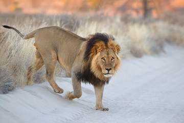 Lion at Sunrise