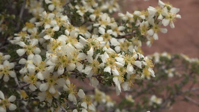 Cliffrose is an important food source for desert browsers like deer, elk, bighorn sheep and pronghorn