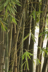 Fototapeta na wymiar Nature bamboo background. Leaves
