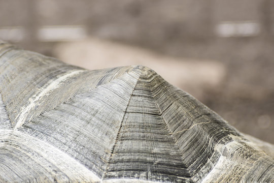 Bacground texture. Tourtle shell pattern