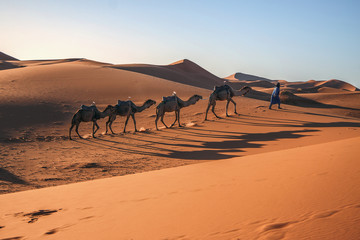 Fototapeta na wymiar Berber, camels, sand