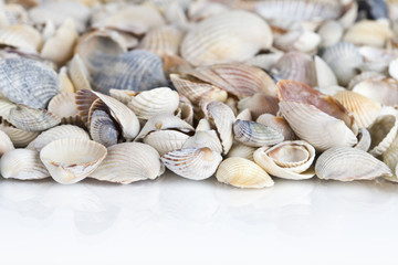 Sea shells. Mixed colorful seashells as background